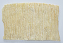 魷魚(yú)風(fēng)琴片